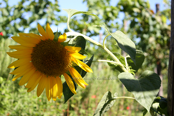 Summer '12: Flowers and Still Lifes