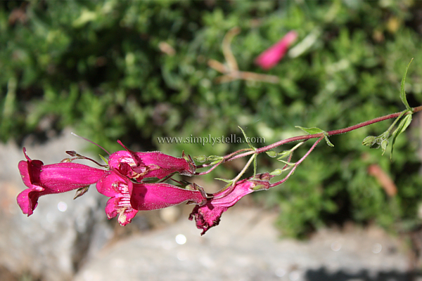 Summer '12: Flowers and Still Lifes