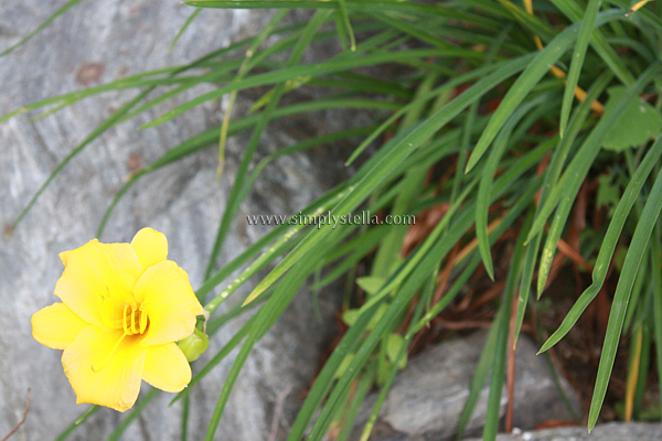 Summer '12: Flowers and Still Lifes